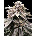 Fruity OG Kush Cannabis