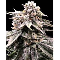 Fruity OG Kush Cannabis