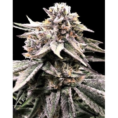 Fruity OG Kush Cannabis