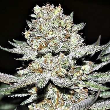 Hash Plant Cannabis Seeds Feminized