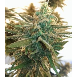 Lemon Kush Cannabis Seeds Feminized