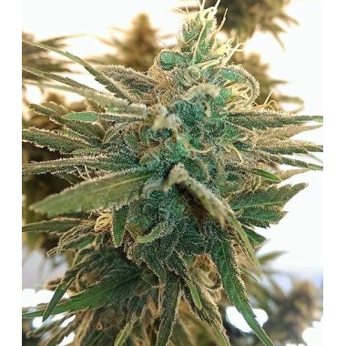 Lemon Kush Cannabis Seeds Feminized