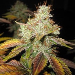Master Kush Cannabis Seeds Feminized
