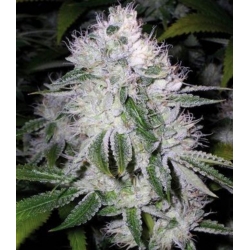 White Widow Cannabis Seeds Feminized