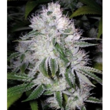White Widow Cannabis Seeds Feminized