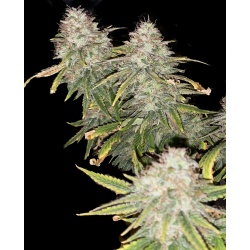 Green Crack Cannabis Seeds Feminized