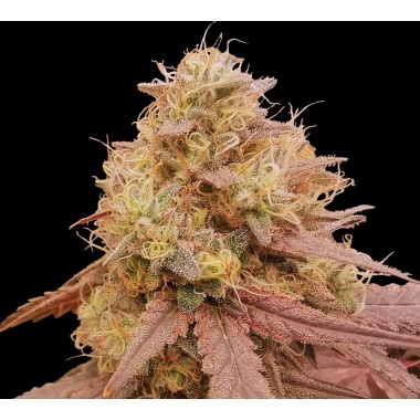Amnesia Haze Autoflower Feminized Cannabis Seeds