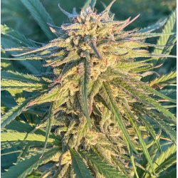 CBD 20-1 Feminized Cannabis Seeds