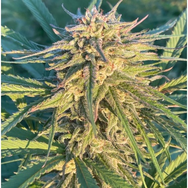 CBD 20-1 Feminized Cannabis Seeds