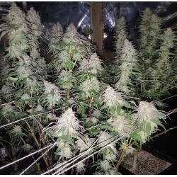 Fruity Pebbles Cannabis Seeds Feminized