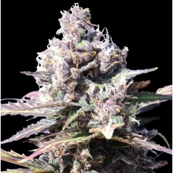 Gelato Cannabis Seeds Feminized