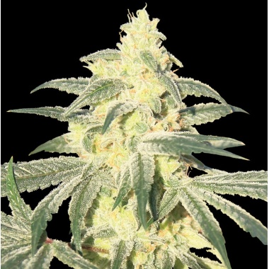 Gorilla Glue Autoflower Feminized Cannabis Seeds