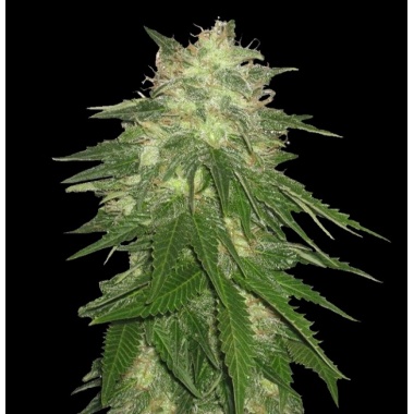 Hash Bud Cannabis Seeds Feminized