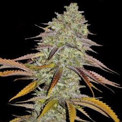Lemon OG Kush Cannabis Seeds Feminized