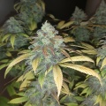 Quebec Blue