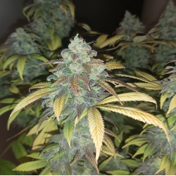 Quebec Blue