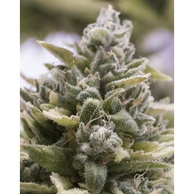 White Cannabis Seeds Feminized