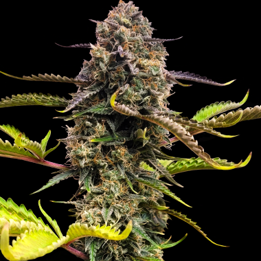 Skunk No.1 Cannabis Seeds Feminized