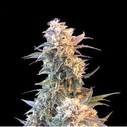 God Kush Cannabis Seeds Feminized