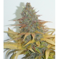 Northern Lights Fast Version Cannabis Seeds Feminized