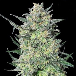 LSD Cannabis Seeds Feminized