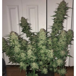 Wedding Cake Autoflower Feminized Cannabis Seeds