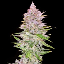 Granddaddy Purple