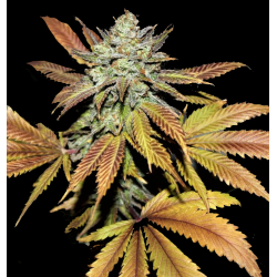 Fruity Pebbles 2.0 Cannabis Seeds Feminized