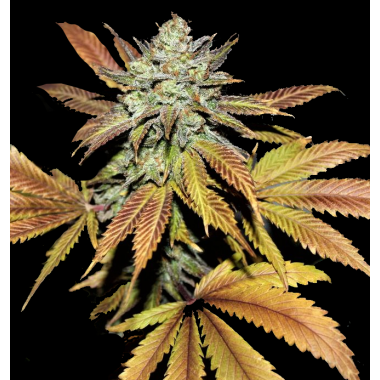 Fruity Pebbles 2.0 Cannabis Seeds Feminized