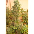 M 39 Cannabis Seeds Feminized