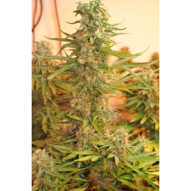 M 39 Cannabis Seeds Feminized