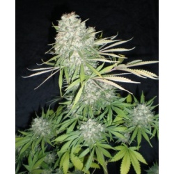 NYC Diesel Cannabis Seeds Feminized