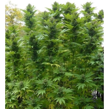 Poison Skunk Cannabis Seeds Feminized