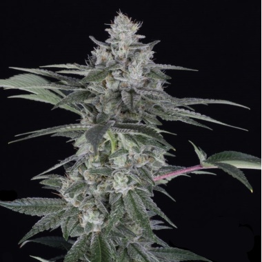 White Dream