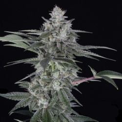 Blast Cannabis Seeds Feminized