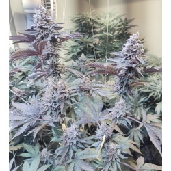 Roji OGS Cannabis Seeds Feminized