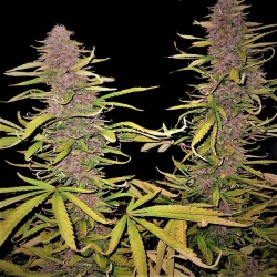 Grape Skunk Cannabis Seeds Feminized