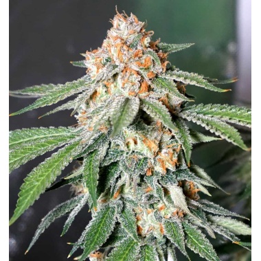 Banana Kush Autoflower Cannabis Seeds Feminized
