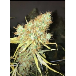 Big Jack Cannabis Seeds Feminized