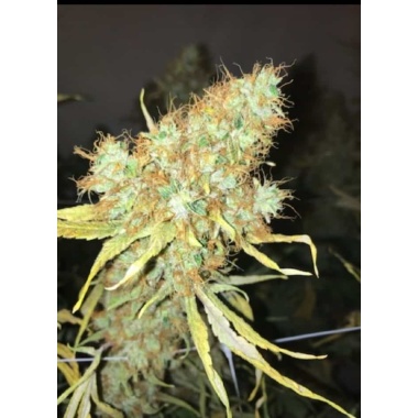 Big Jack Cannabis Seeds Feminized