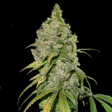Bubble OG Cannabis Seeds Feminized