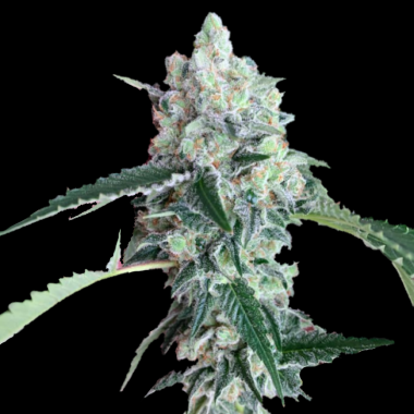 SSKUSH Cannabis Seeds Feminized
