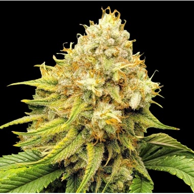 Acapulco Gold Cannabis Seeds Feminized