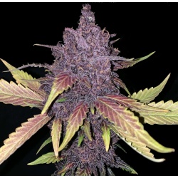 Blackberry Autoflower Cannabis Seeds Feminized
