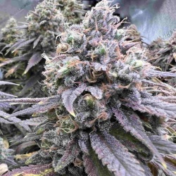 Blue Dream Cannabis Seeds Feminized 