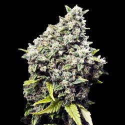 Grapefruit Cannabis Seeds Feminized