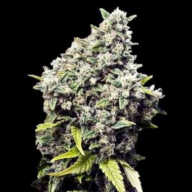 Grapefruit Cannabis Seeds Feminized