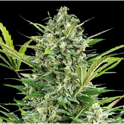 Hawaiian Sativa Cannabis Seeds Feminized