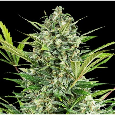 Hawaiian Sativa Cannabis Seeds Feminized