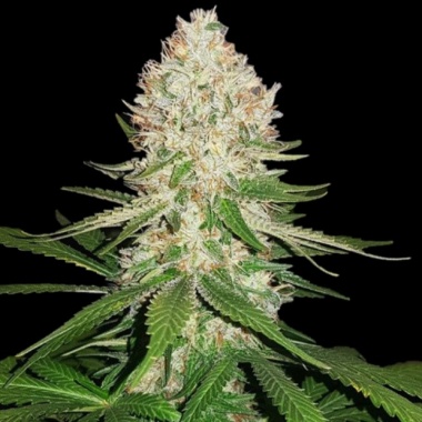 Super Silver Haze Cannabis Seeds Feminized